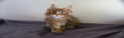 Maine Coon cats for sale: TICA Registered Maine Coon Kittens - Advert 6