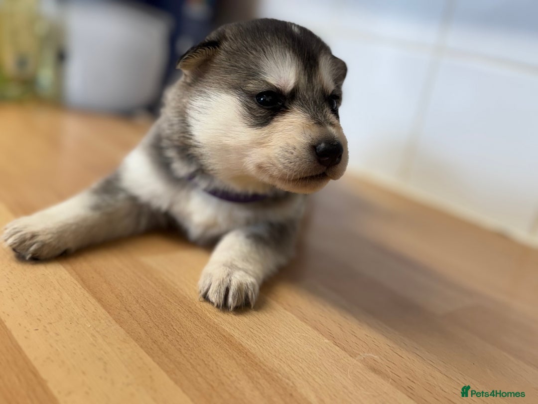 Shepsky dogs for sale: 7 beautiful Shepsky puppy’s available 🫶🏼 - Advert 6
