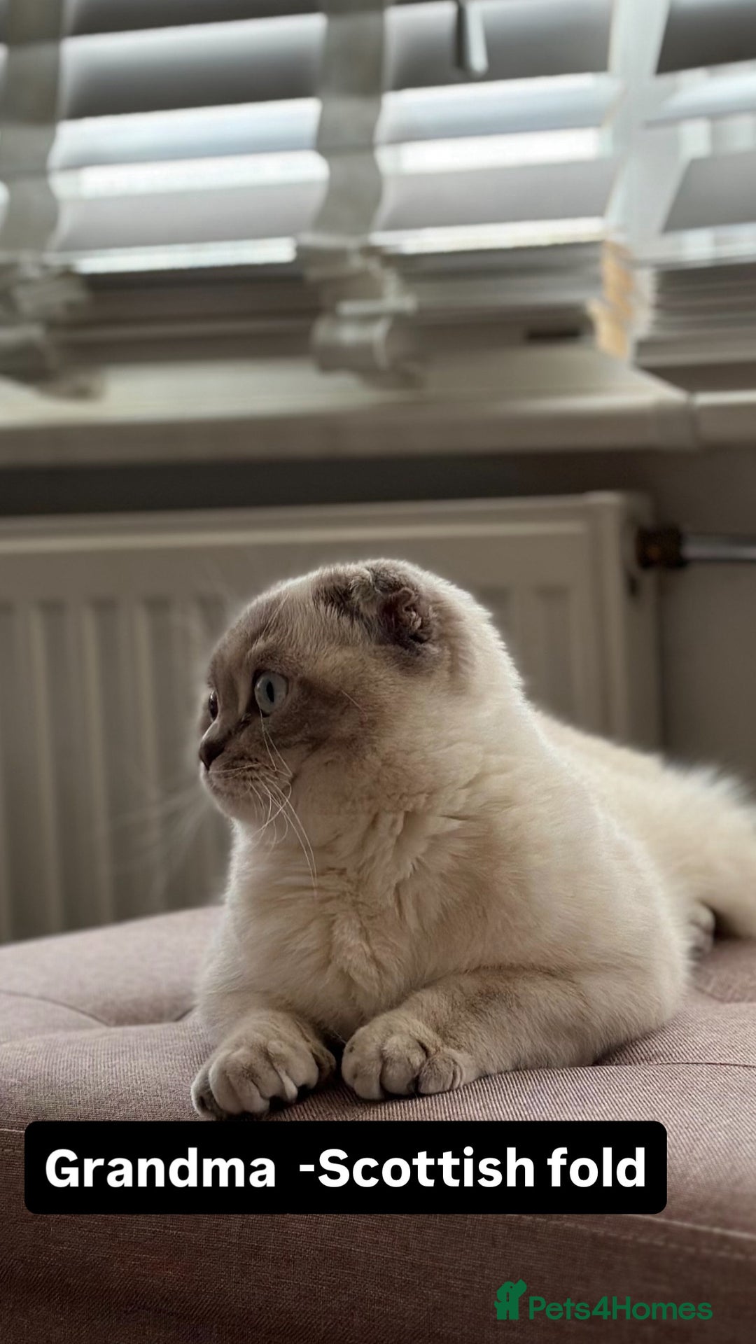 Scottish Fold cats for sale: Scottish fold / chinchilla  - Advert 14