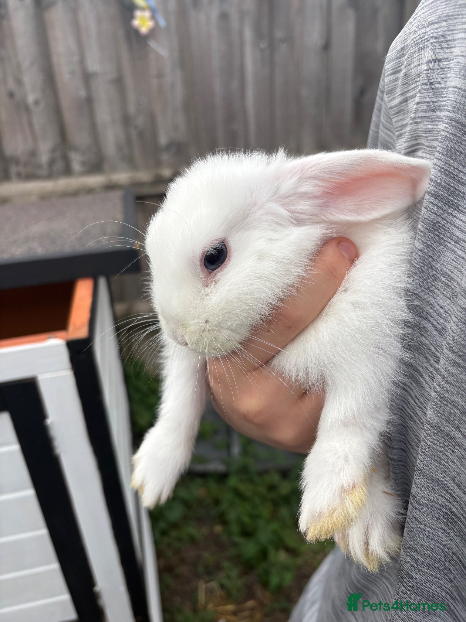 Mini Lop rabbits for sale: Baby mini lops - Advert 2