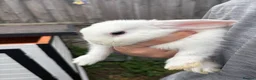 Mini Lop rabbits for sale: Baby mini lops - Advert 1