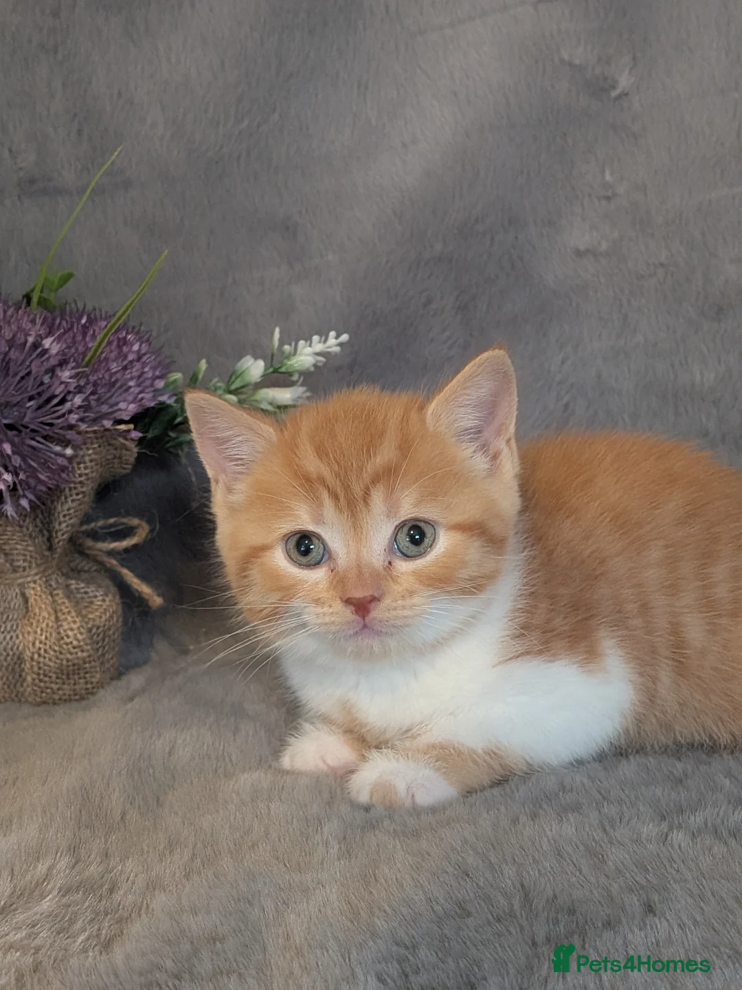 Selkirk Rex cats for sale: Beautiful Kittens – From Pedigree Selkirk Rex Mum - Advert 37