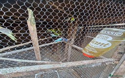 Budgerigars birds for sale: Budgies for sale - Image 2