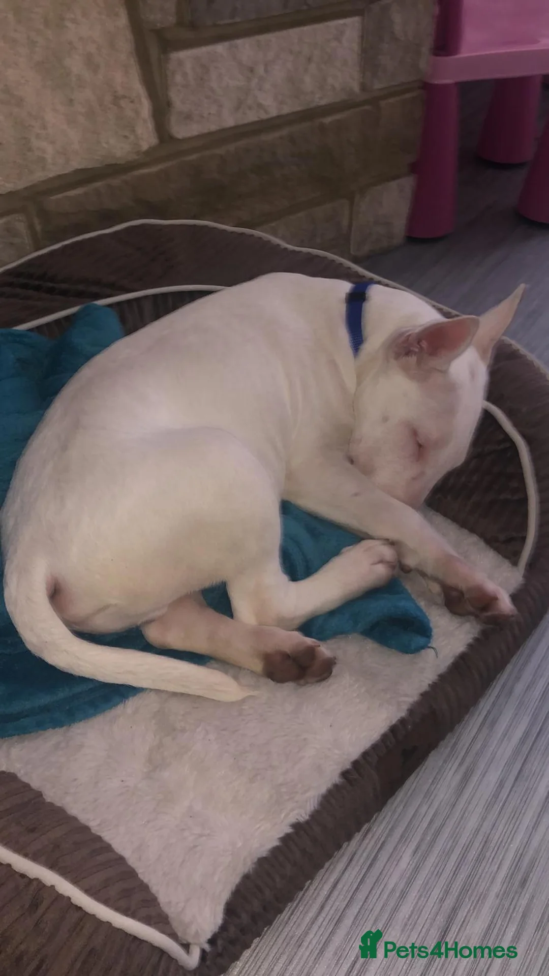 English Bull Terrier dogs for sale: Jayko KC Registered English Bull Terrier - Advert 11