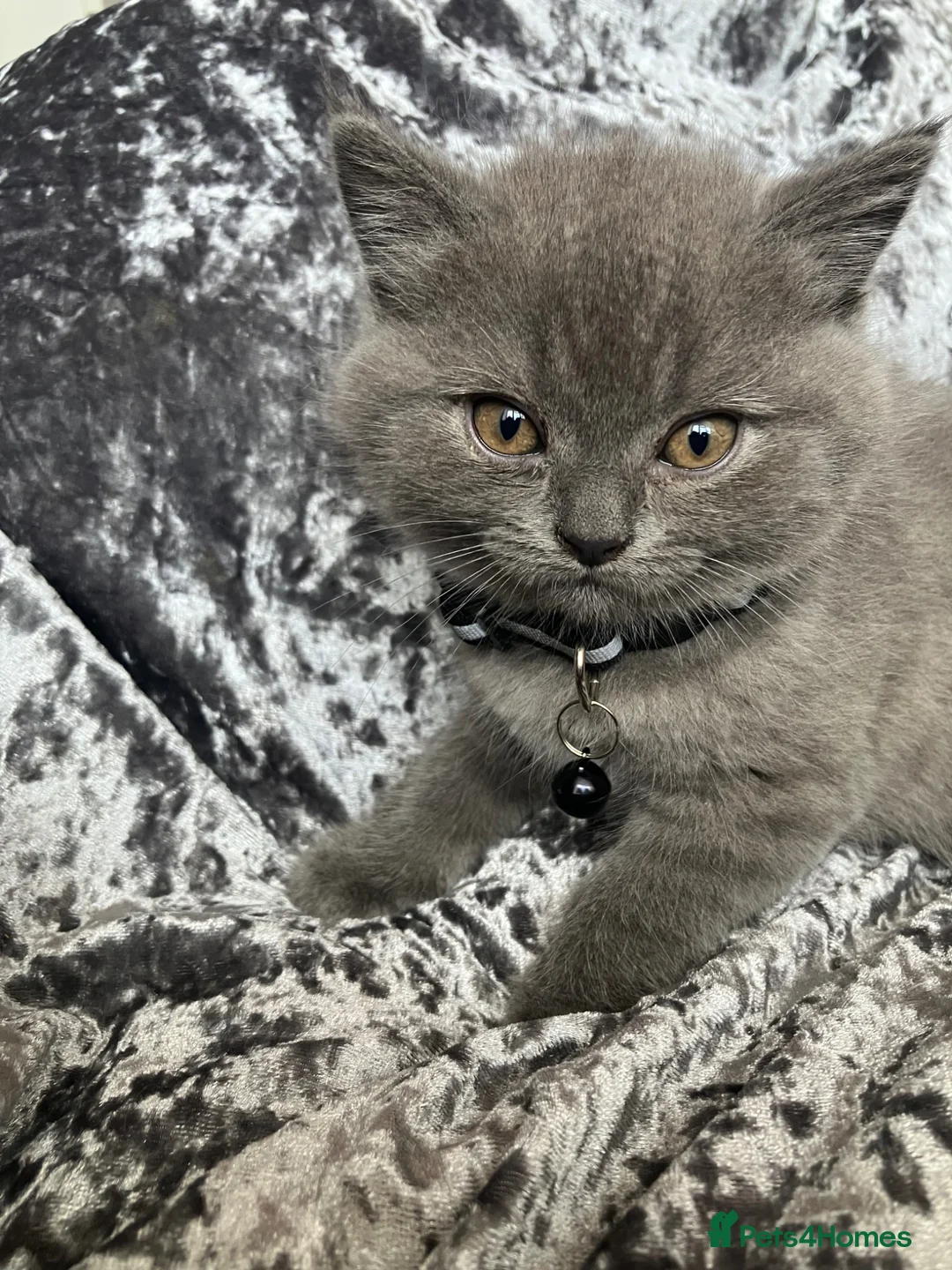 British Shorthair cats for sale: 💙 British shorthair 🩷 - Advert 7