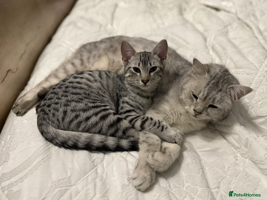 Egyptian Mau cats for sale: Stunning affectionate Egyptian Mau in Plymouth - Advert 2