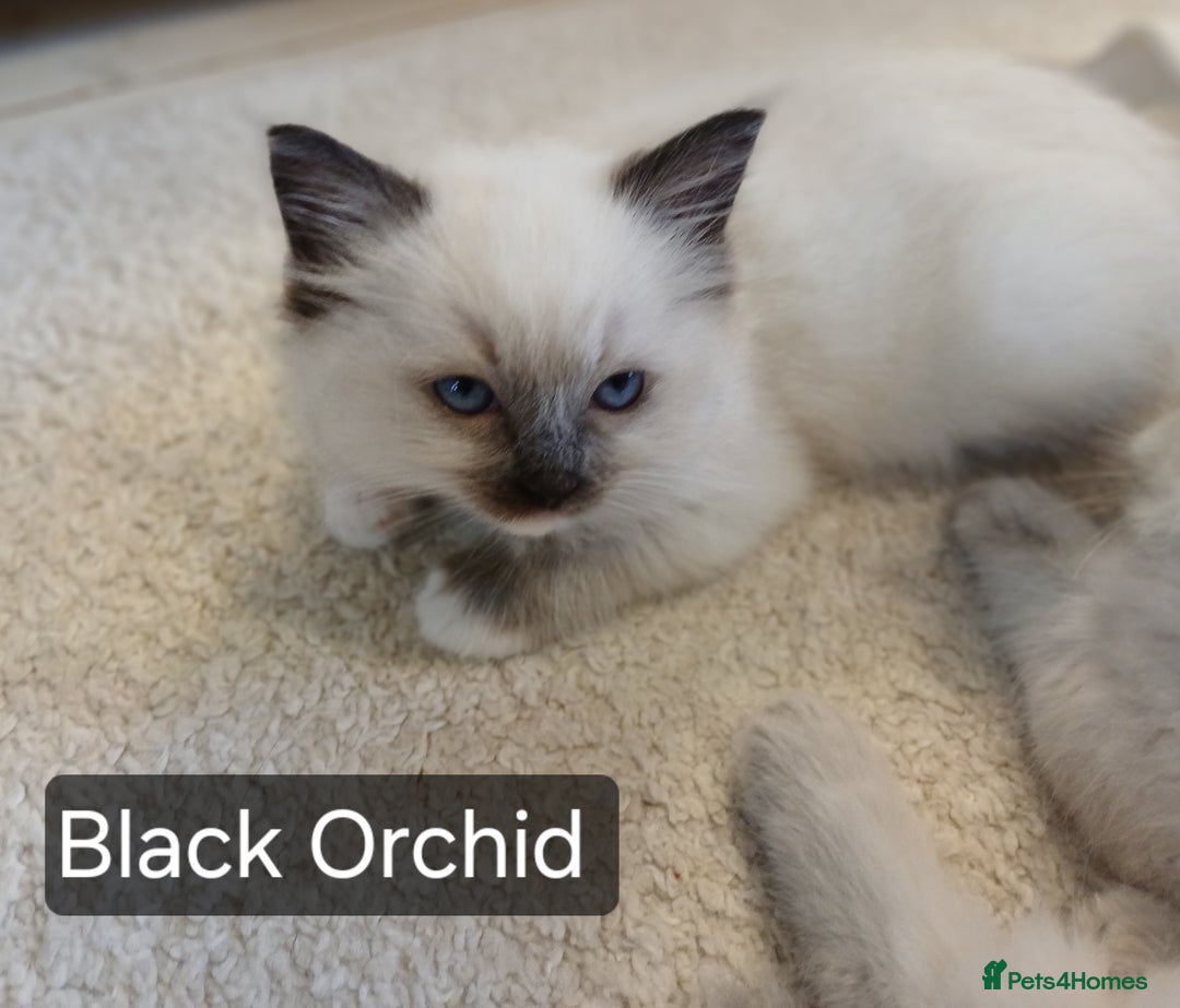 Ragdoll cats for sale: 6 Adorable 1/2 Pedigree Ragdoll Kittens 💗  - Advert 8