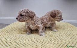 Maltipoo dogs for sale: 3 fabulous teddybear Maltipoo girls  - Image 6
