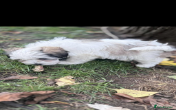 Havanese dogs for sale: Havanese - Image 4