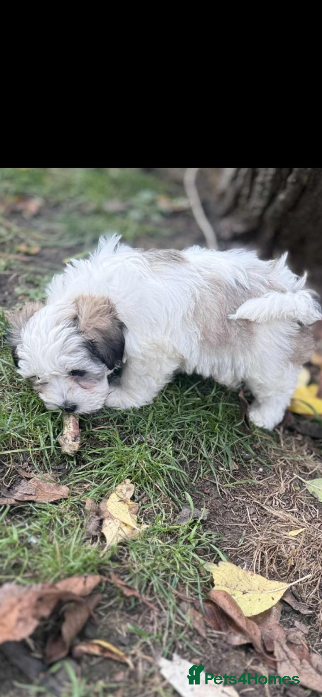 Havanese dogs for sale: Havanese - Image 4
