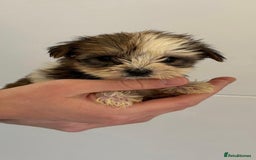 Yorkshire Terrier dogs for sale: Coloured Yorkshire Terrier Puppies  - Image 7