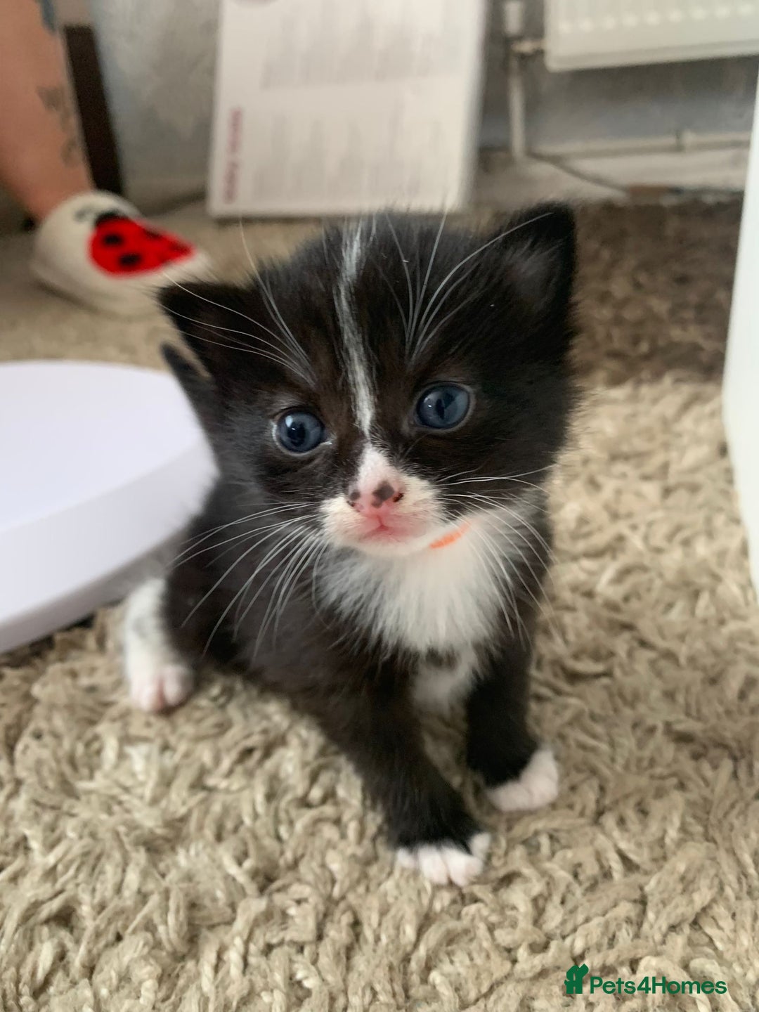 British Longhair cats for sale: Kittens for sale - Image 2