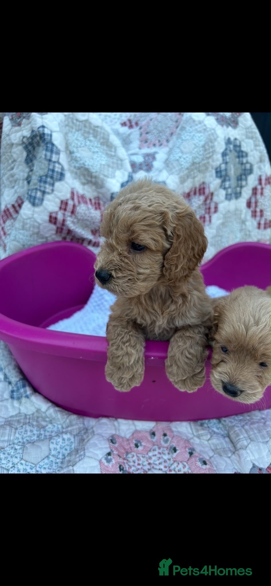 Cockapoo dogs Beautiful cockapoo puppies - Advert 9