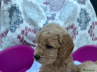 Cockapoo dogs Beautiful cockapoo puppies - Advert 1