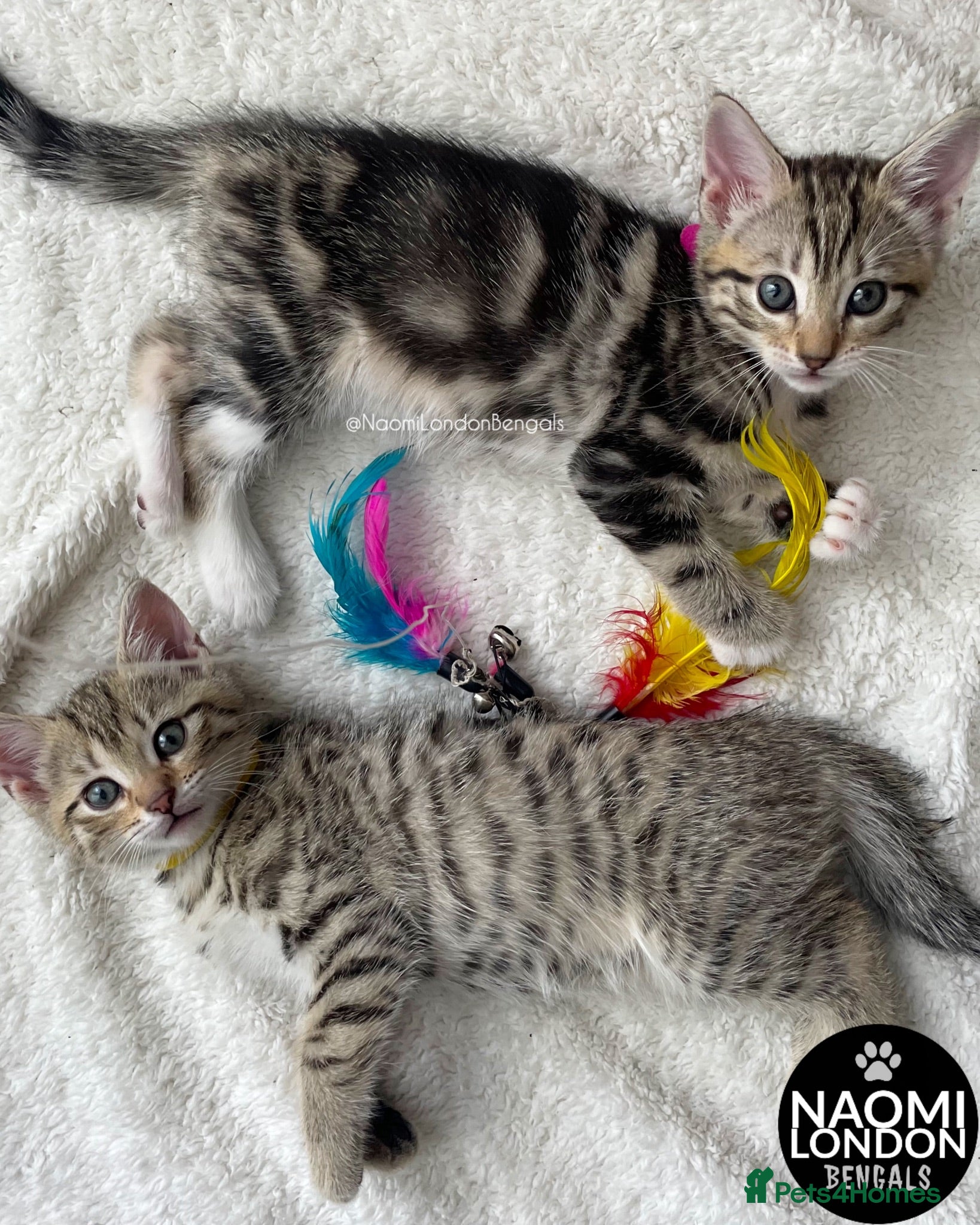 Bengal cats 🌈 BENGAL KITTENS 🌈 ⭐️⭐️⭐️⭐️⭐️ - Advert 2