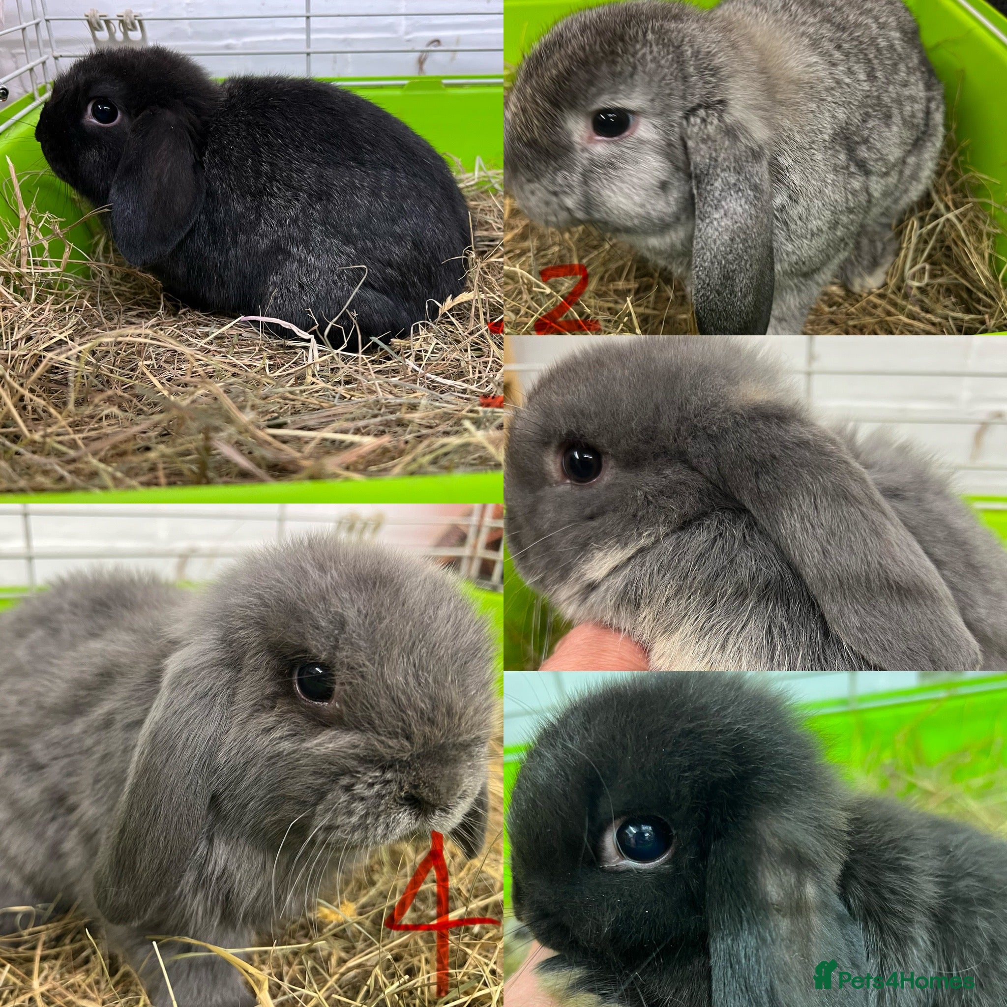 Mini Lop rabbits Beautiful Mini Lop Boys  - Advert 1