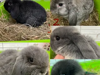 Mini Lop rabbits for sale: Beautiful Mini Lop Boys - Advert 2