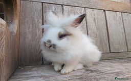 Mixed Breed rabbits for sale: Very pretty soft fluffy bunnies - Image 21
