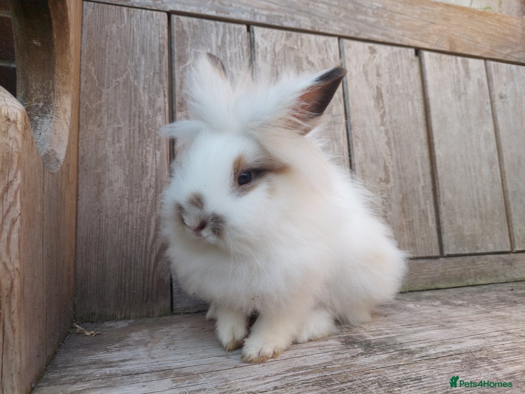 Mixed Breed rabbits for sale: Very pretty soft fluffy bunnies - Image 21
