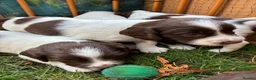English Springer Spaniel dogs for sale: Willows pups. One girl remaining  - Advert 11