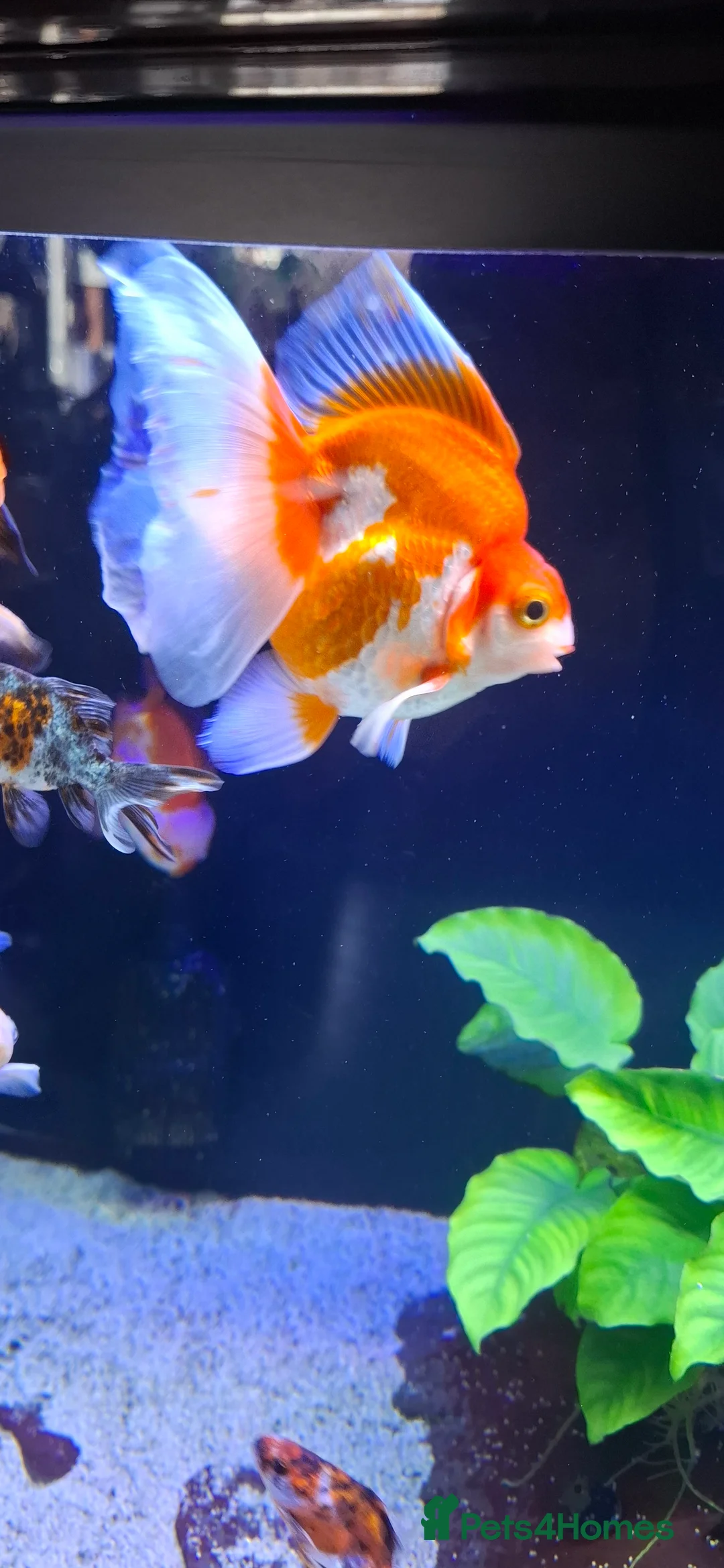 Goldfish fish for sale: Goldfish fancy oranda moor - Advert 15