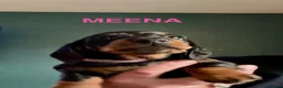 Miniature Dachshund dogs for sale: Miniature Dachshund KC Registered Puppies  in Aberdeen - Advert 11