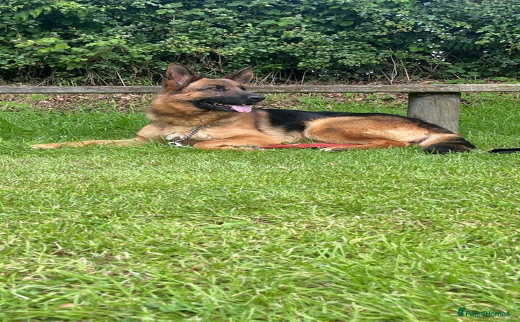 German Shepherd dogs - Advert 1