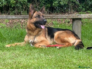 German Shepherd dogs German shepherd Bitch KC registered - Advert 7