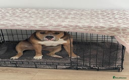 American Bully dogs for sale: Female pocket bully for rehoming - Image 5