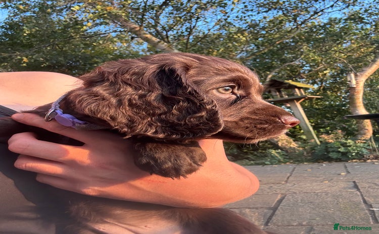 Cocker Spaniel dogs - Advert 16