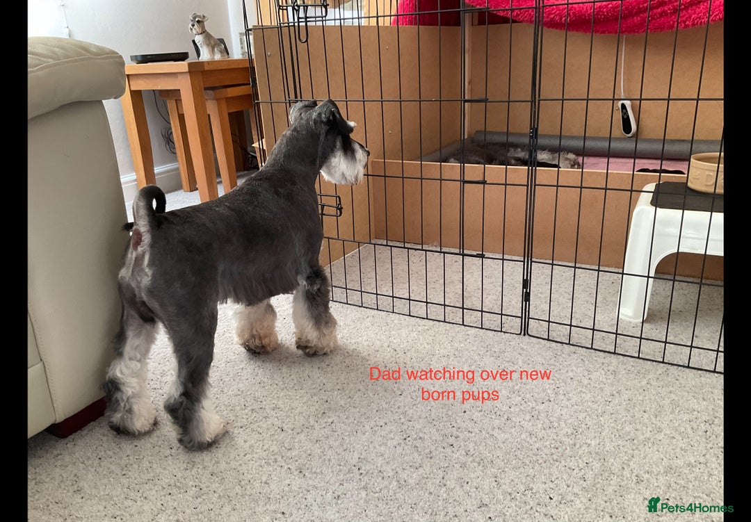 Miniature Schnauzer dogs for sale: BLACK AND SILVER PUPPIES EXCEPTIONAL PEDIGREE - Image 11