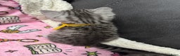 British Shorthair cats for sale: GCCF REGISTERED SILVER TABBY & SPOTTED BSH KITTENS - Advert 32