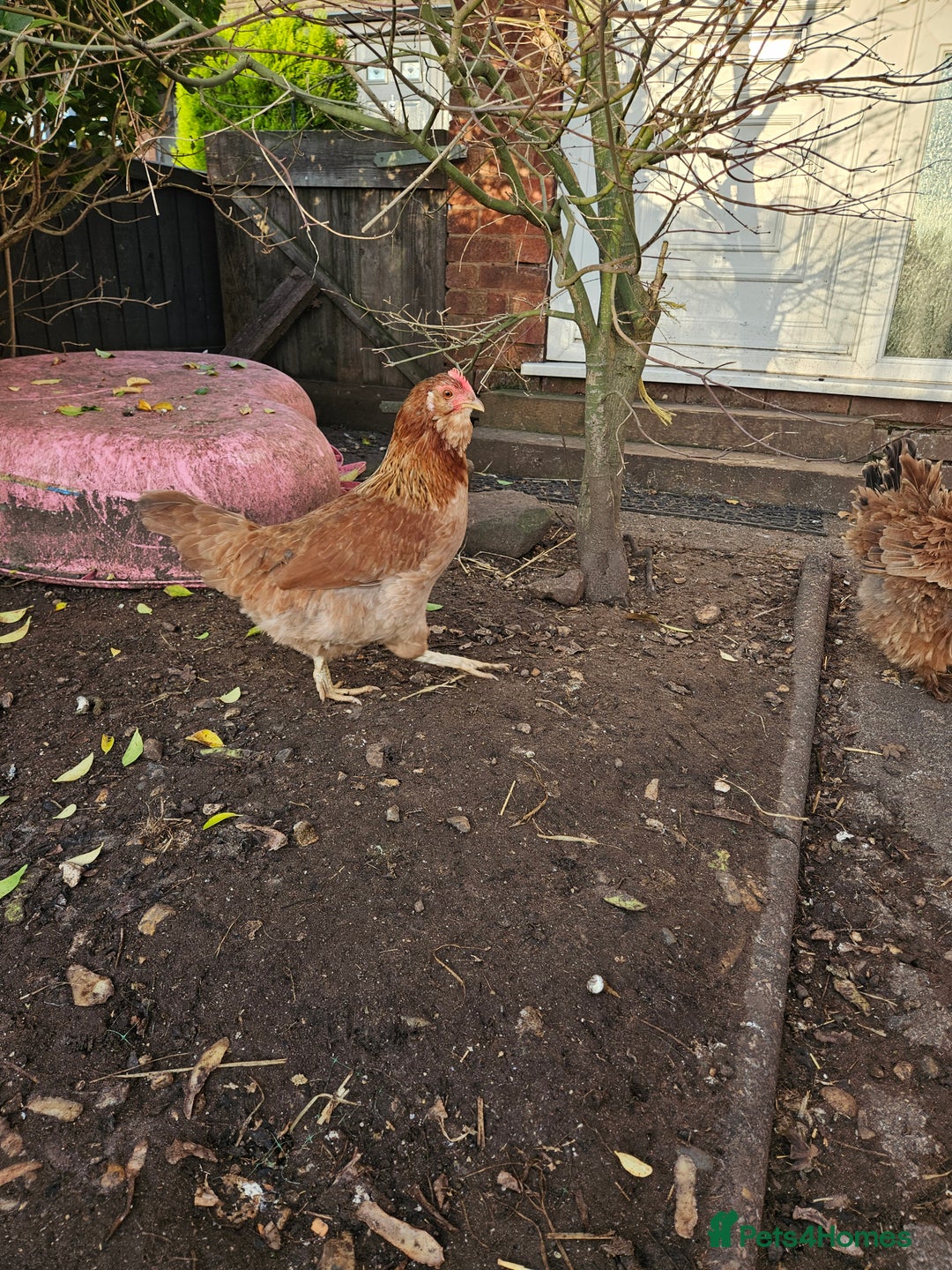 Chickens poultry for sale: 11 hens 1 cockrel  - Advert 6