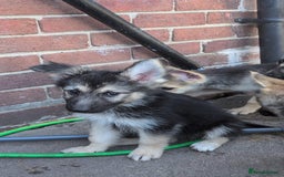 Shepsky dogs for sale: Shepski puppies in Liverpool - Image 32