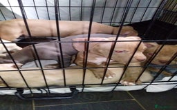 Mixed Breed dogs for sale: 4 beautiful pocket bully/mixed - Image 27