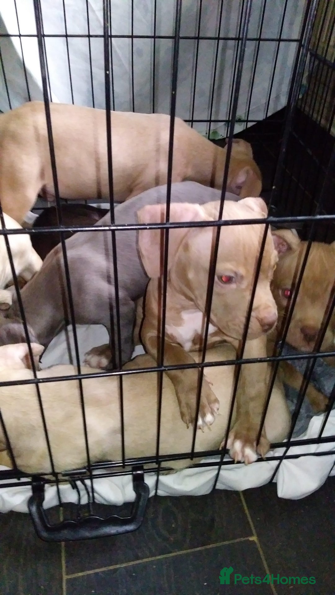 Mixed Breed dogs for sale: 4 beautiful pocket bully/mixed - Image 27