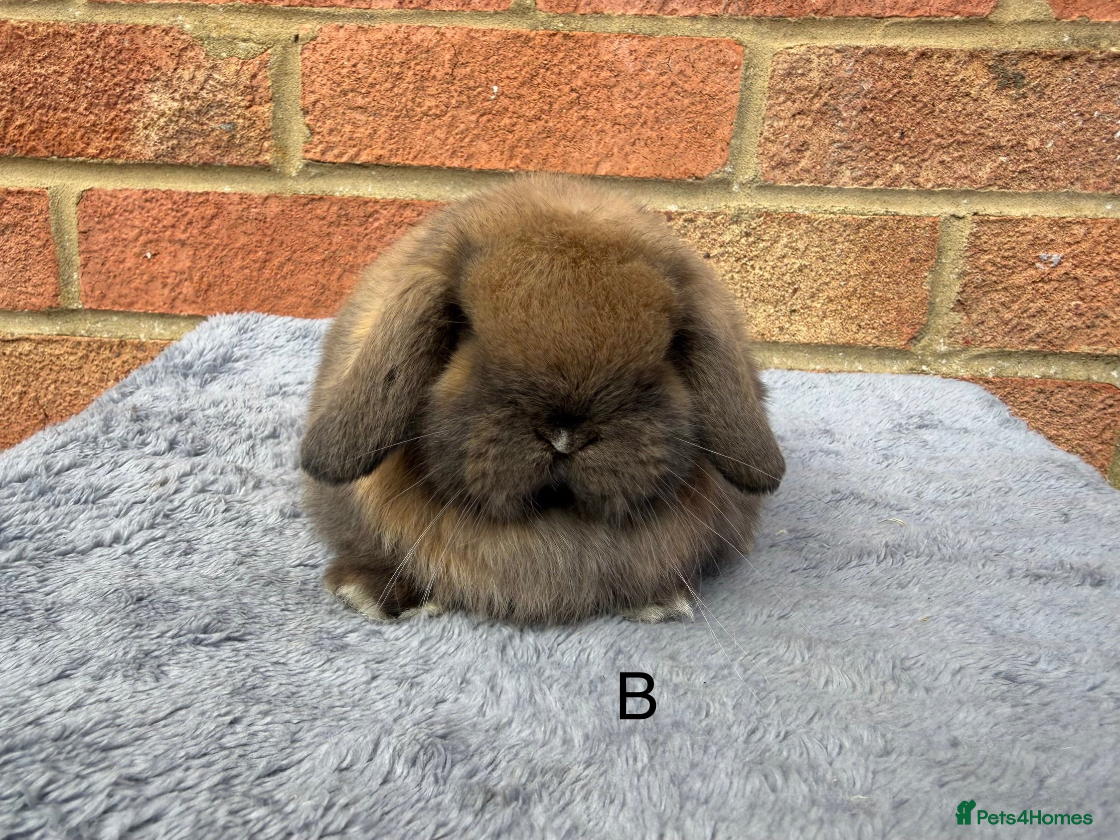 Mini Lop rabbits Sooty fawn Mini lops - Advert 4