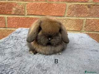 Mini Lop rabbits Sooty fawn Mini lops - Advert 16