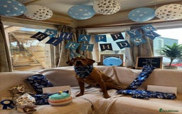 Labrador Retriever dogs for sale: FOX RED LABRADORS OUTSTANDING HEALTH 280 PLUS DNA - Image 16