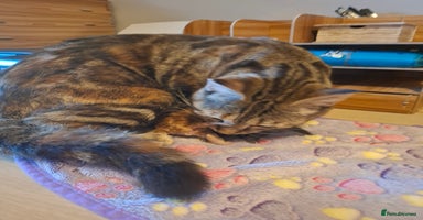 Mixed Breed cats - Advert 9