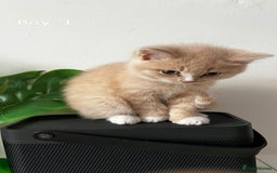 Mixed Breed cats for sale: [READY NOW] British Shorthair x Mainecoon - Image 10