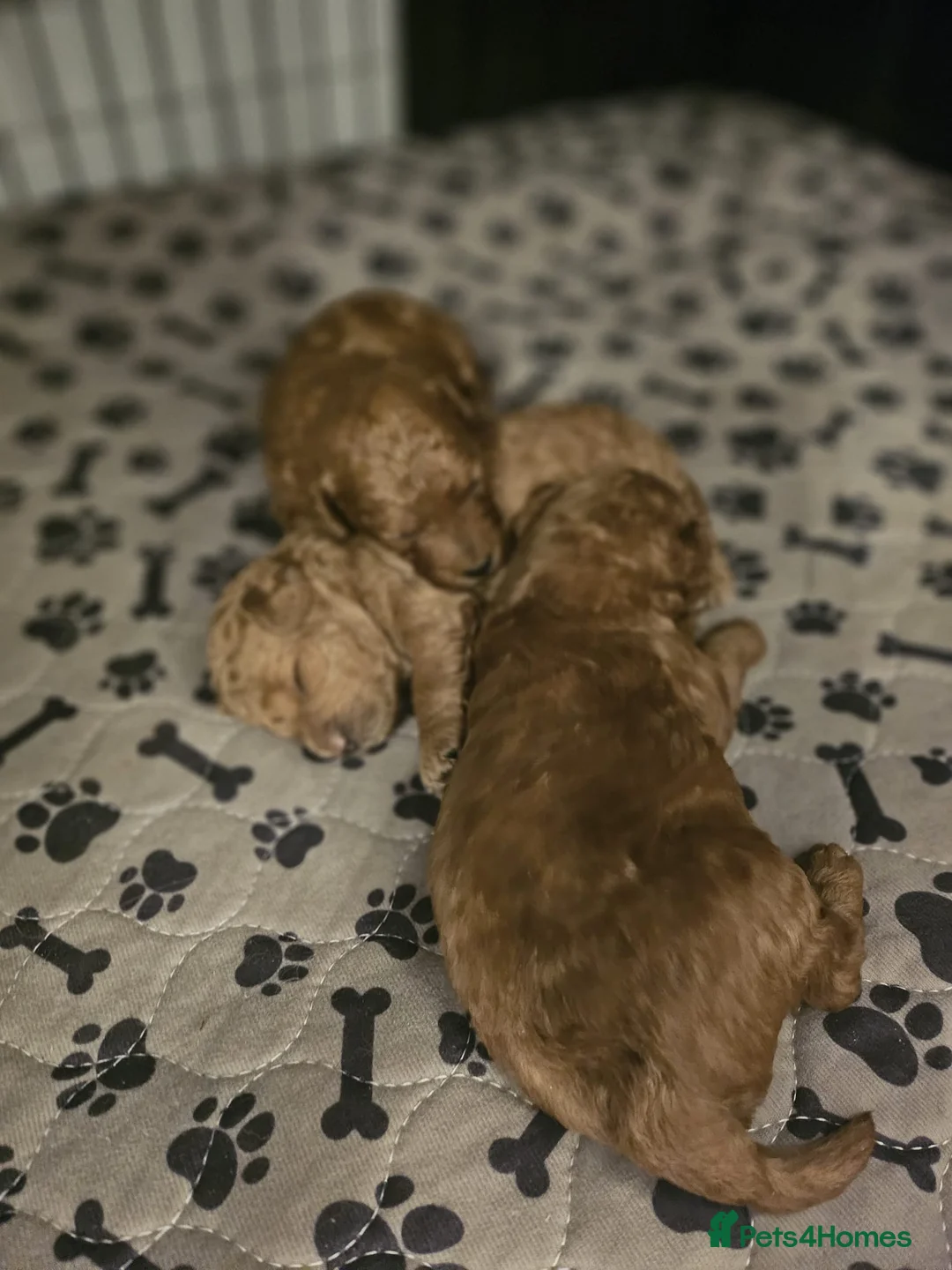 Mixed Breed dogs for sale: F1B Cockapoo Puppies – KC Toy Poodle Sired in Halifax - Advert 11