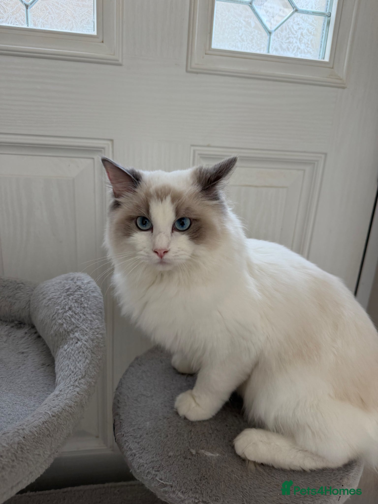 Ragdoll cats 7 Months Old Ragdoll  - Advert 1