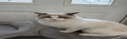 Ragdoll cats for sale: 7 Months Old Ragdoll  - Advert 1
