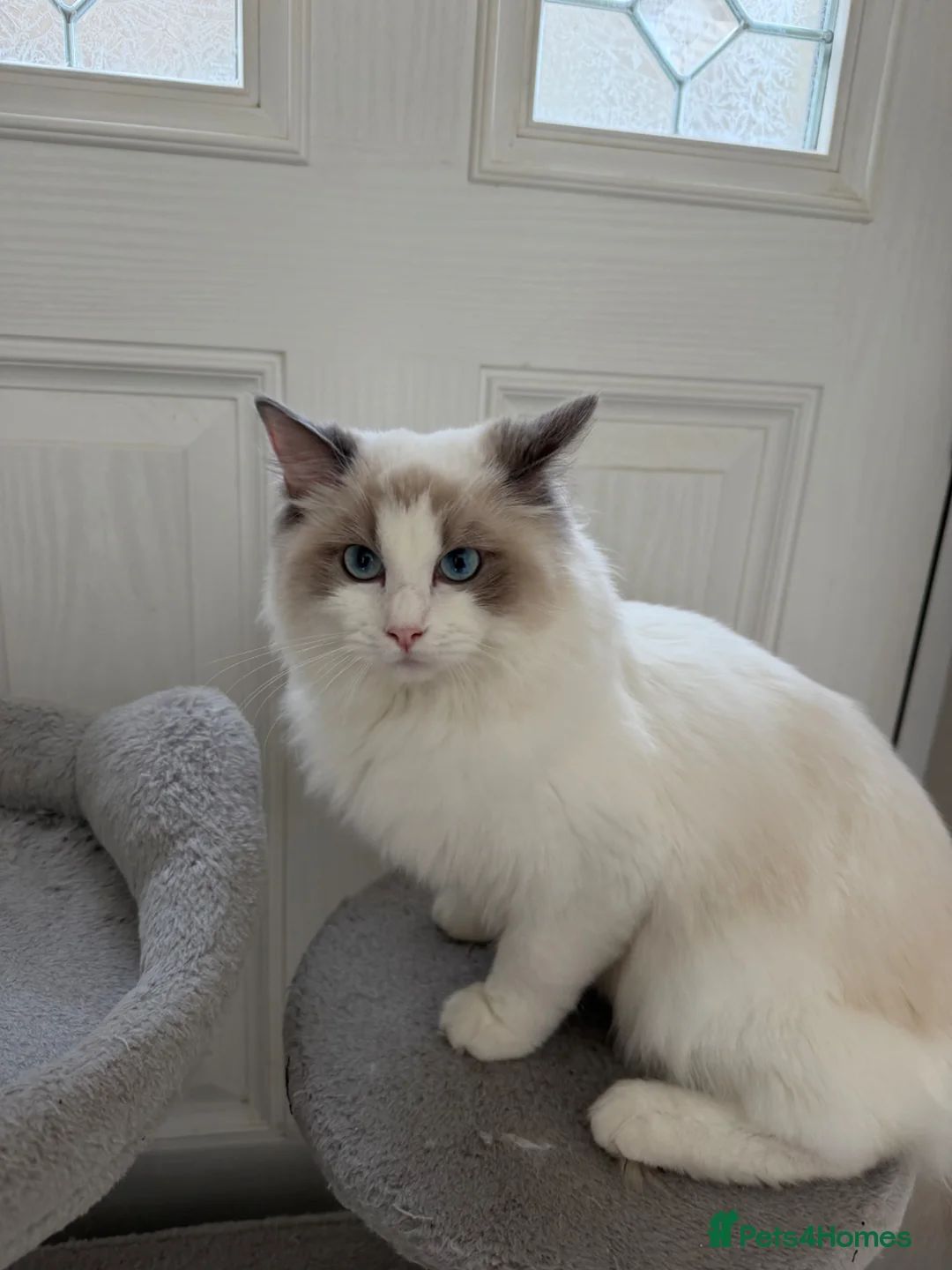Ragdoll cats for sale: 7 Months Old Ragdoll  - Advert 1