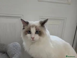 Ragdoll cats for sale: 7 Months Old Ragdoll - Advert 3