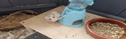 Hamster rodents for sale: 2 hamsters with seperate enclosures in Nelson - Advert 2