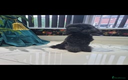Cavapoo dogs for sale: Cavapoo - Image 5