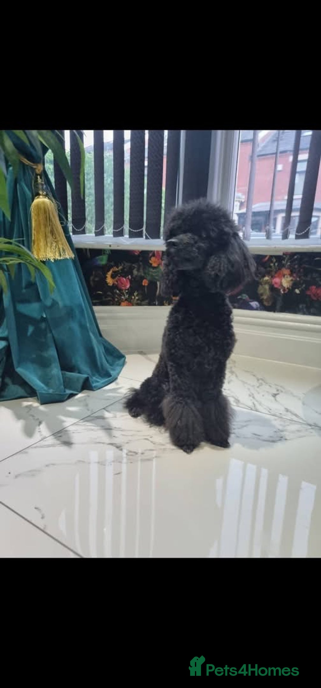 Cavapoo dogs for sale: Cavapoo - Image 5