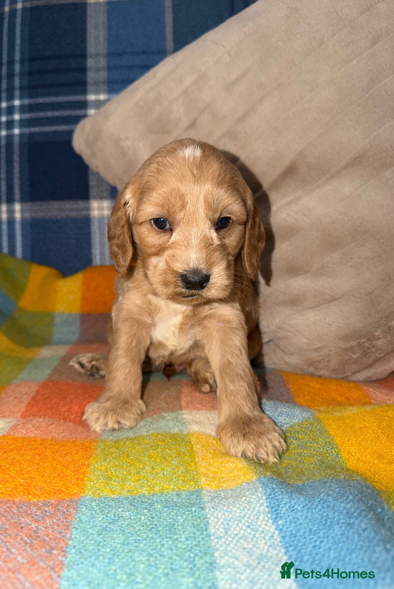 Cockapoo dogs 🧡💛💚Stunning Cockapoo Puppies - Ready 25th May - Advert 1